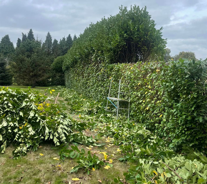 Taille de haies à Jumilhac-le-Grand